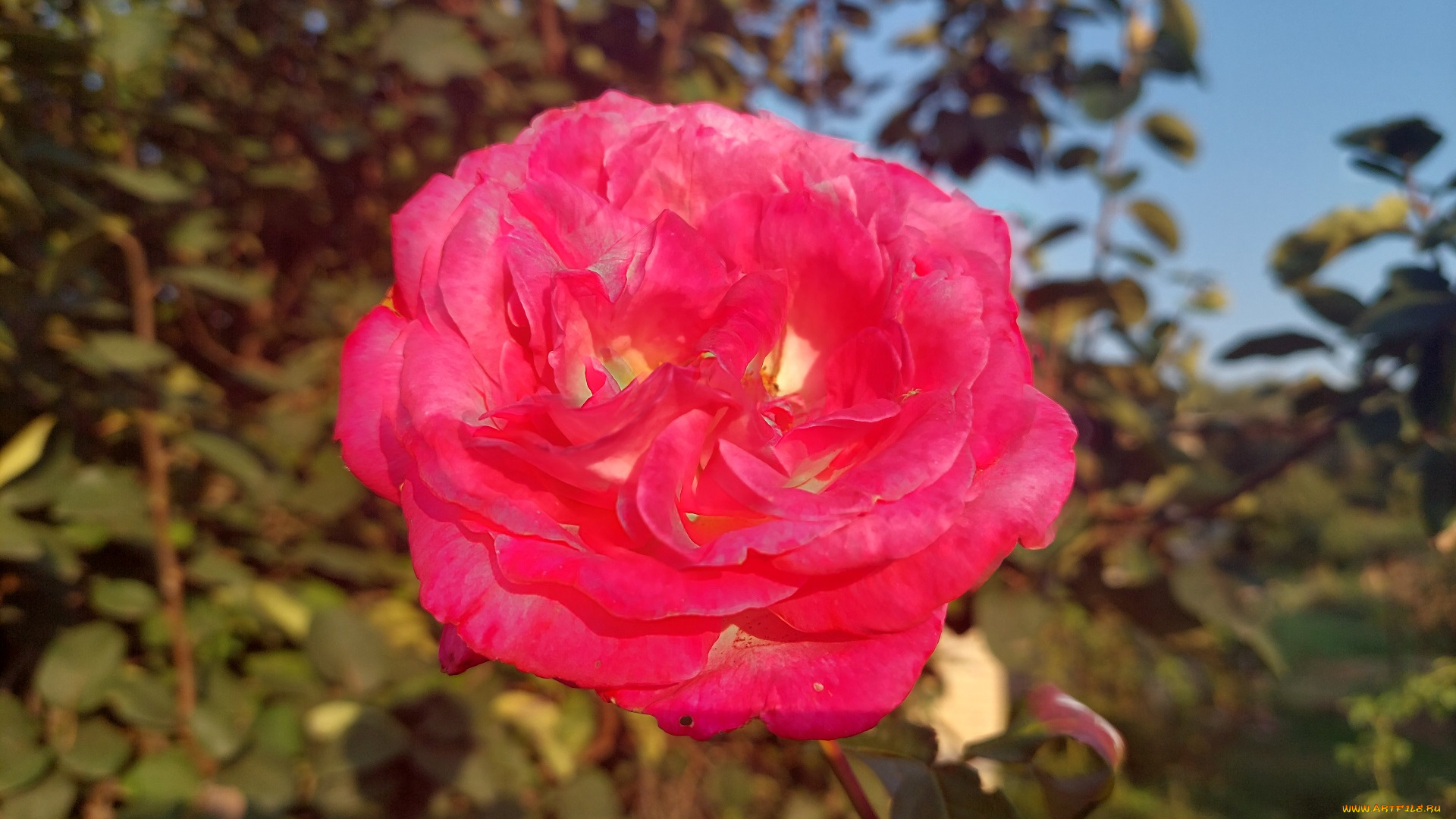 цветы, розы, роза