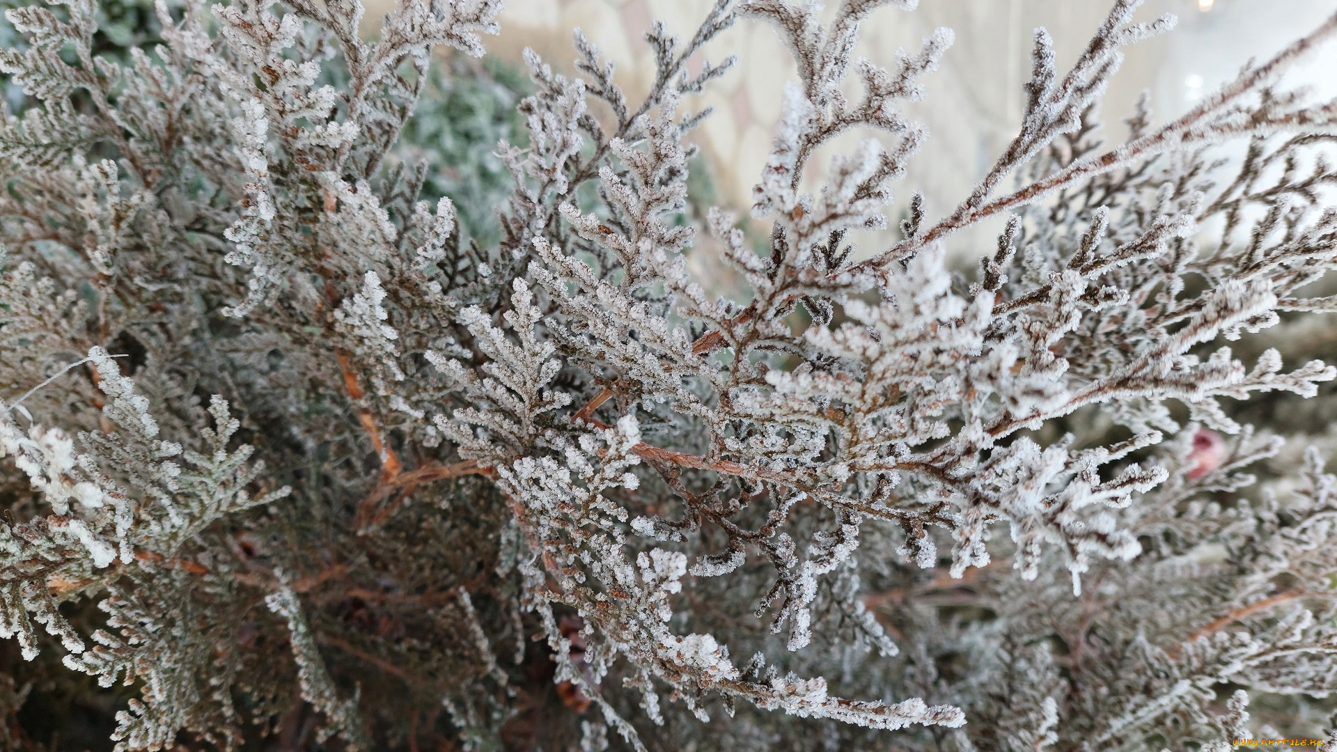 природа, листья, иней