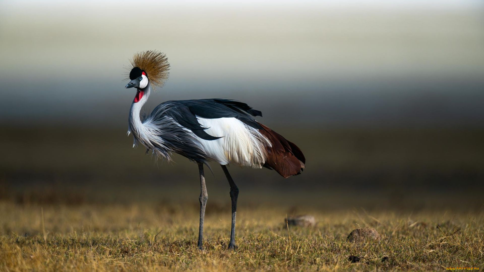 животные, аисты, красивый, африканский, серый, королевский, журавль, птица, поле, сухая, трава, размытый, фон