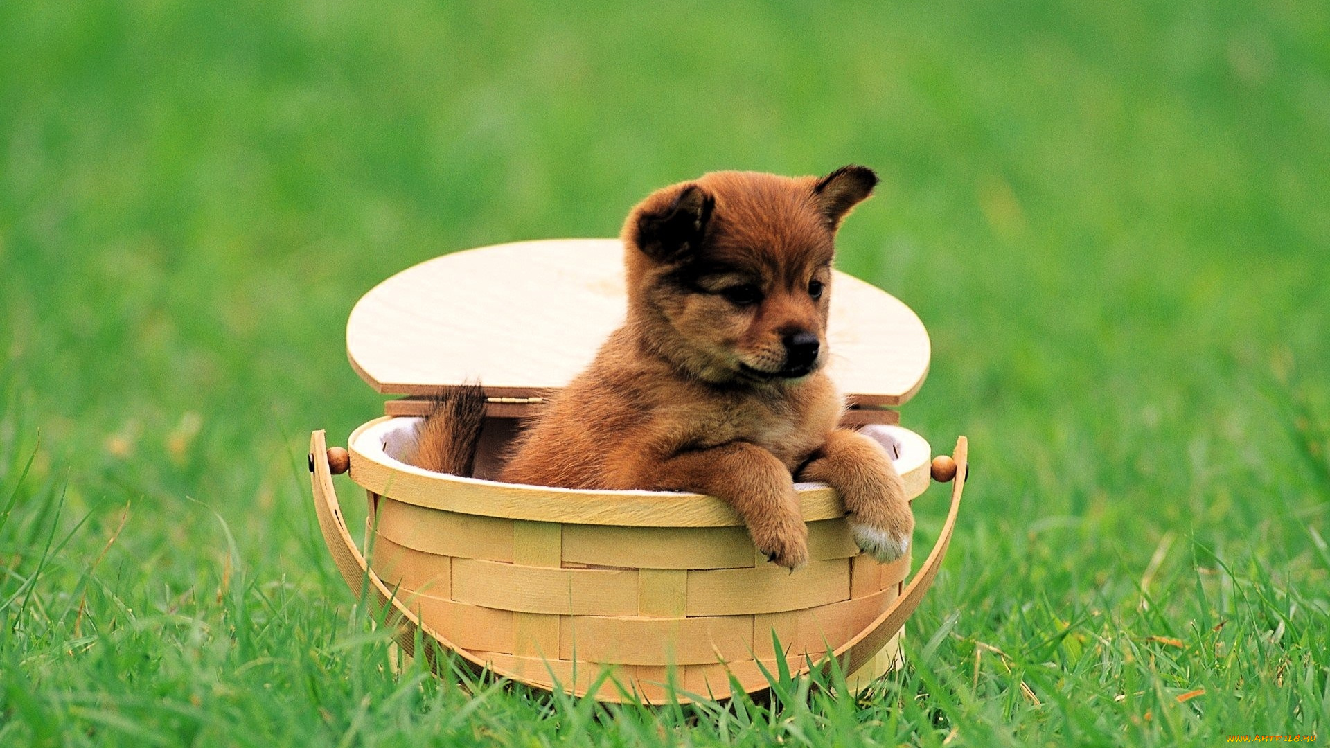 животные, собаки, щенок, корзина, лужайка