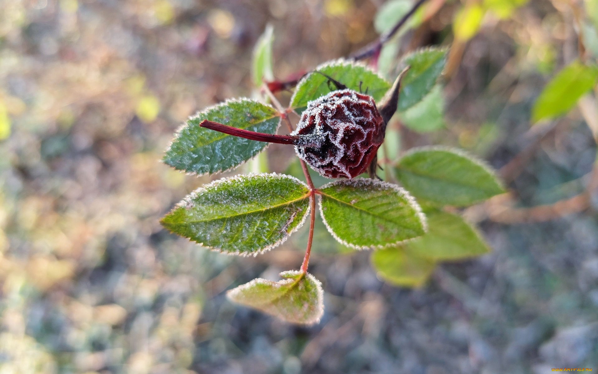 природа, листья, шиповник