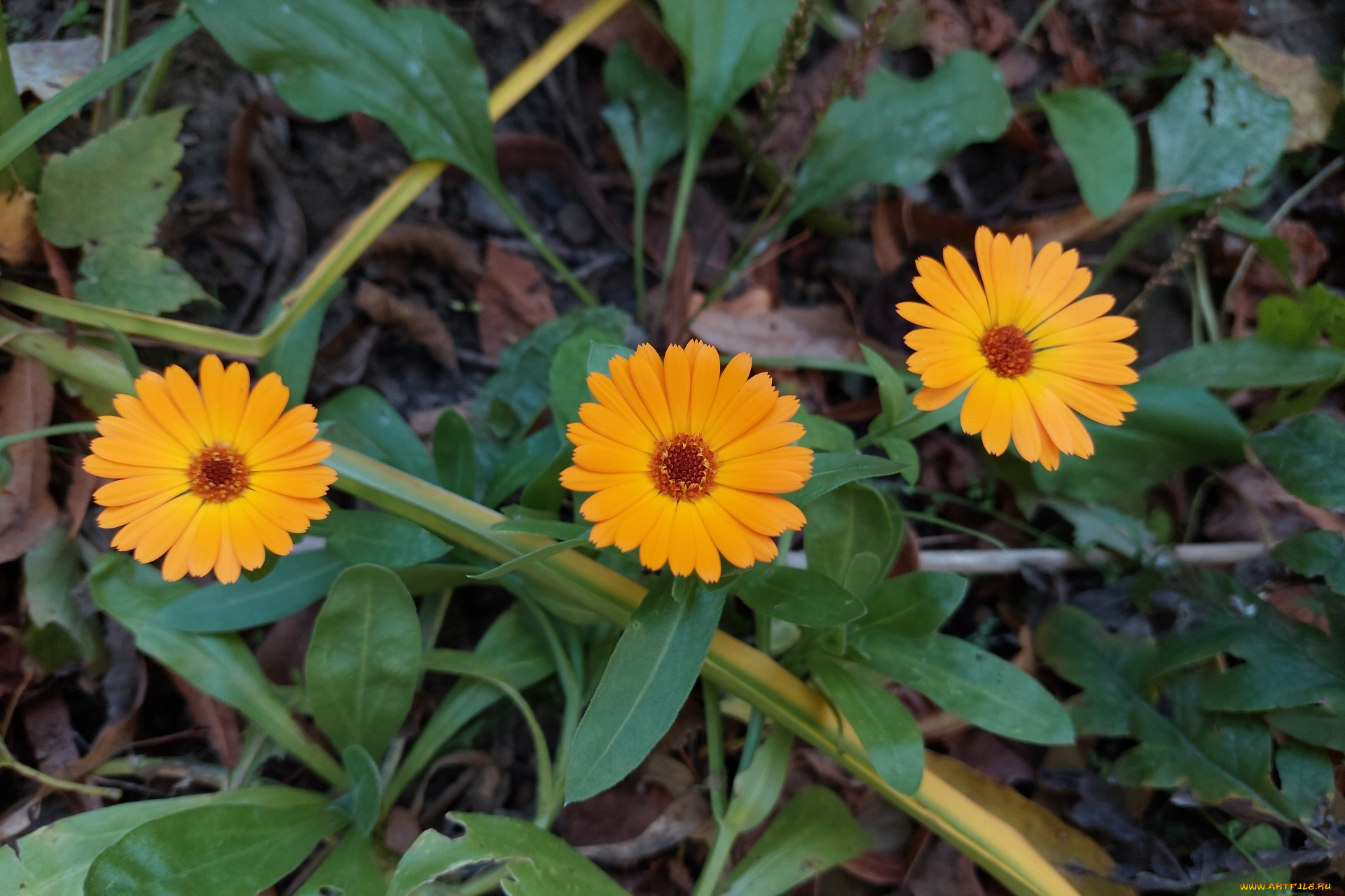 цветы, календула, трио