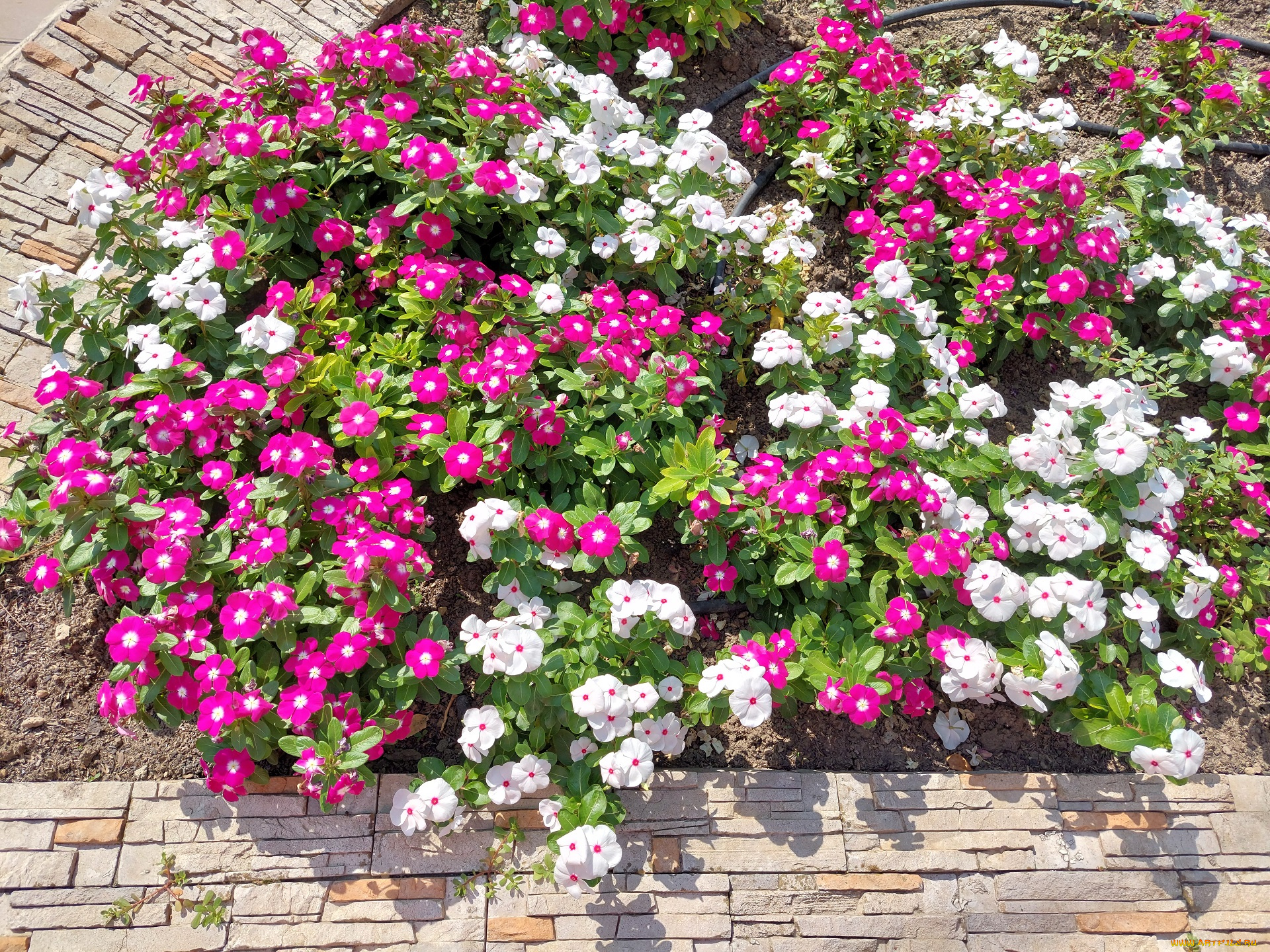 цветы, катарантусы, катарантус