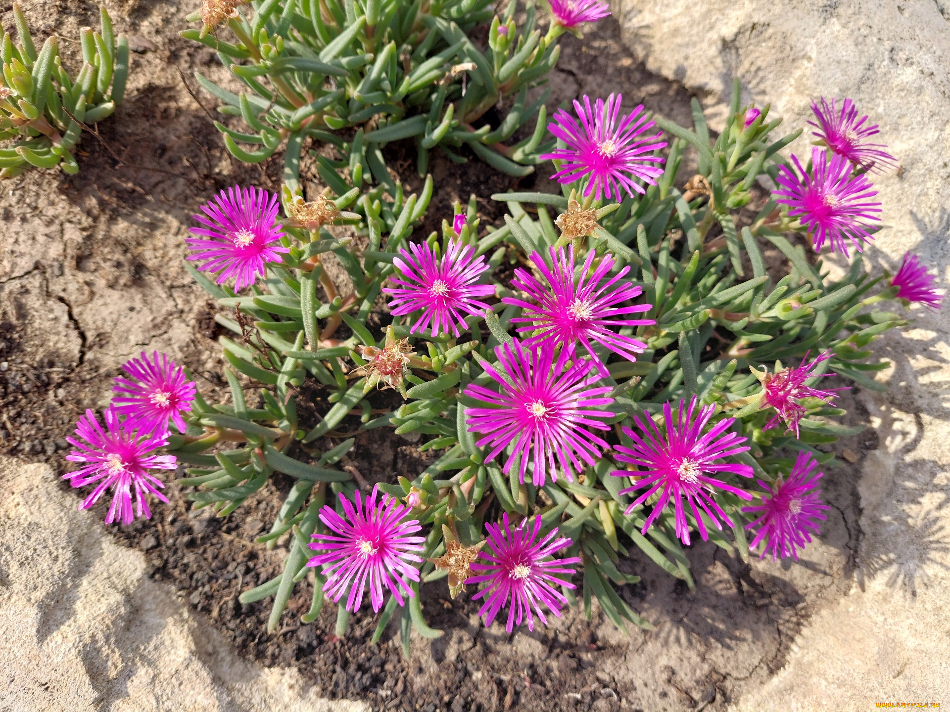 делосперма, цветы, аизовые, пустынный