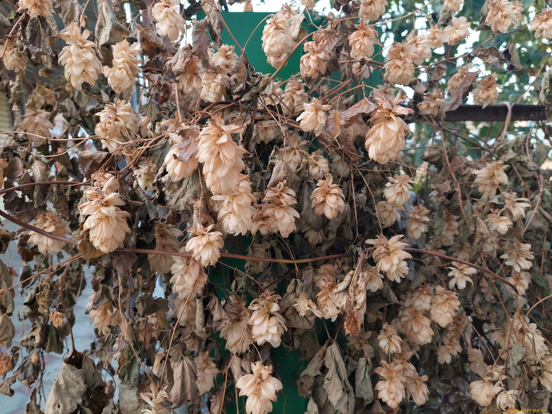 природа, листья, хмель