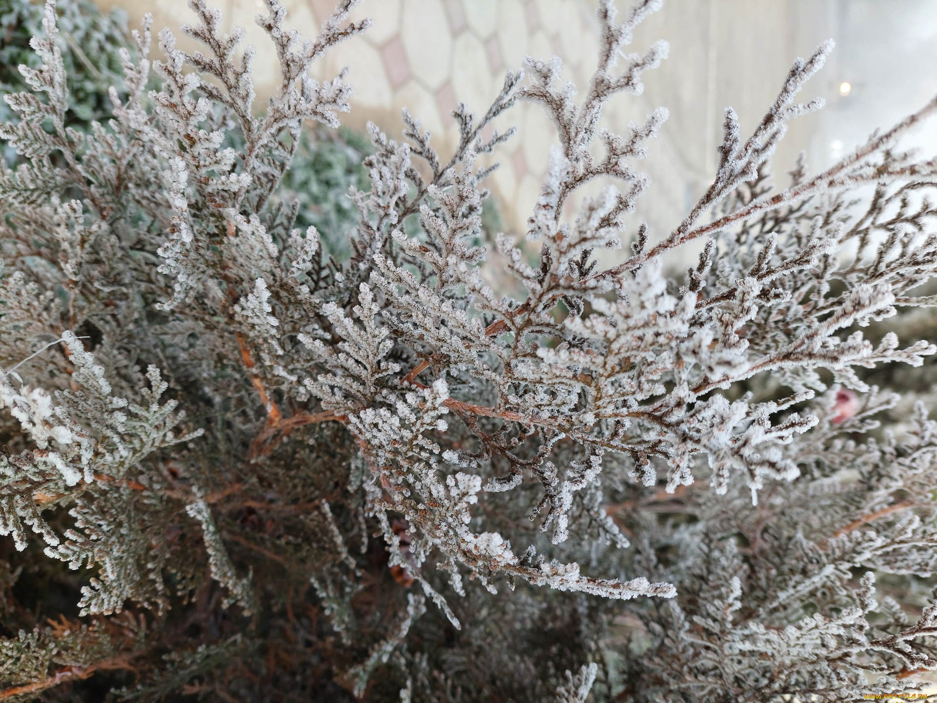 природа, листья, иней