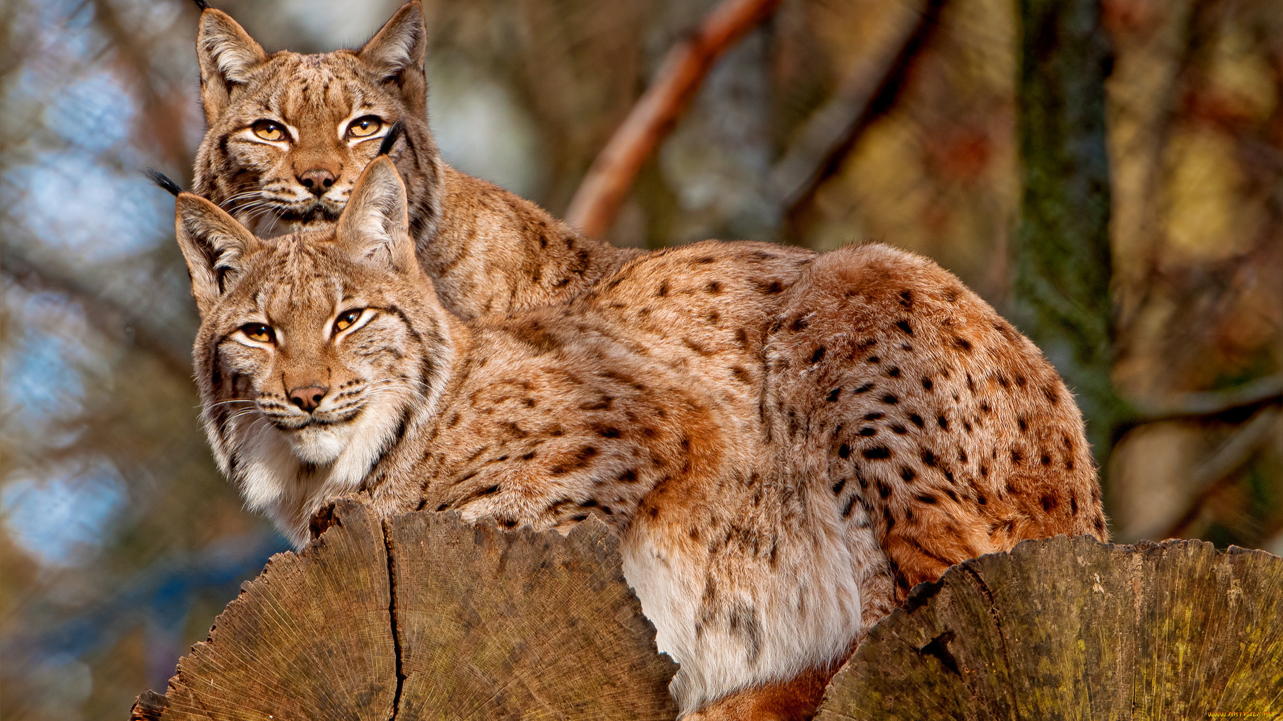 животные, рыси, пара, бревна, осень