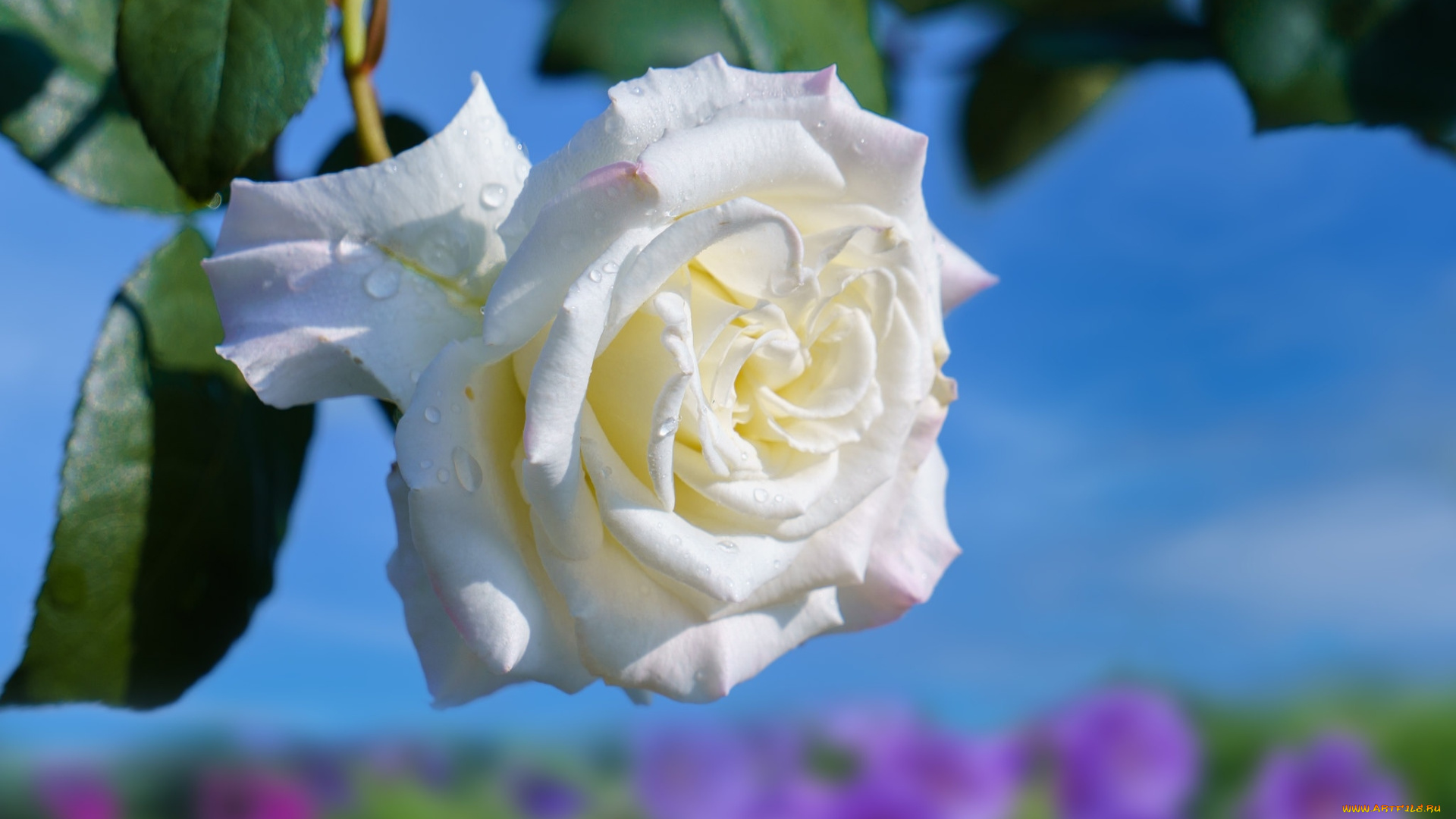 цветы, розы, белая, роза, макро, капли