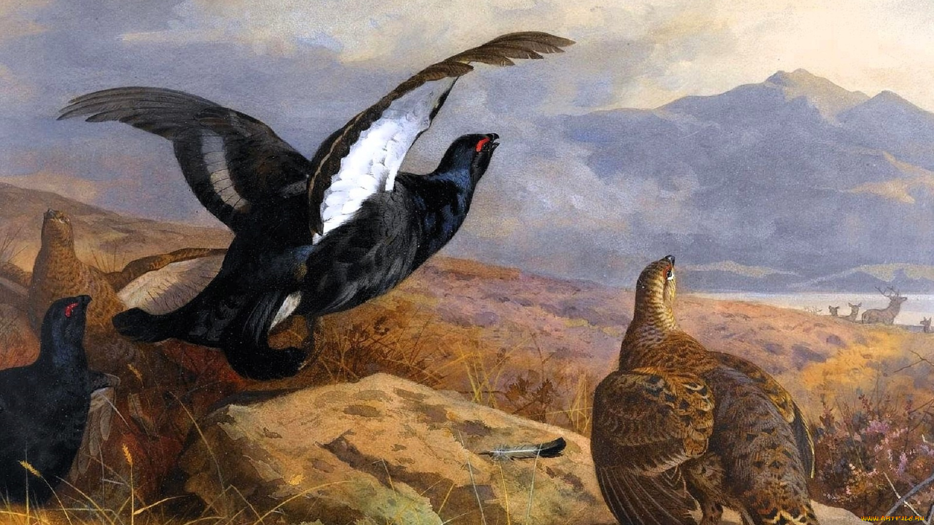 рисованное, archibald, thorburn, тетерева, птицы, горы, камни