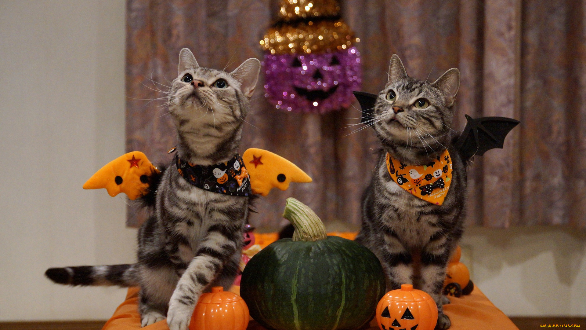 животные, коты, хэллоуин