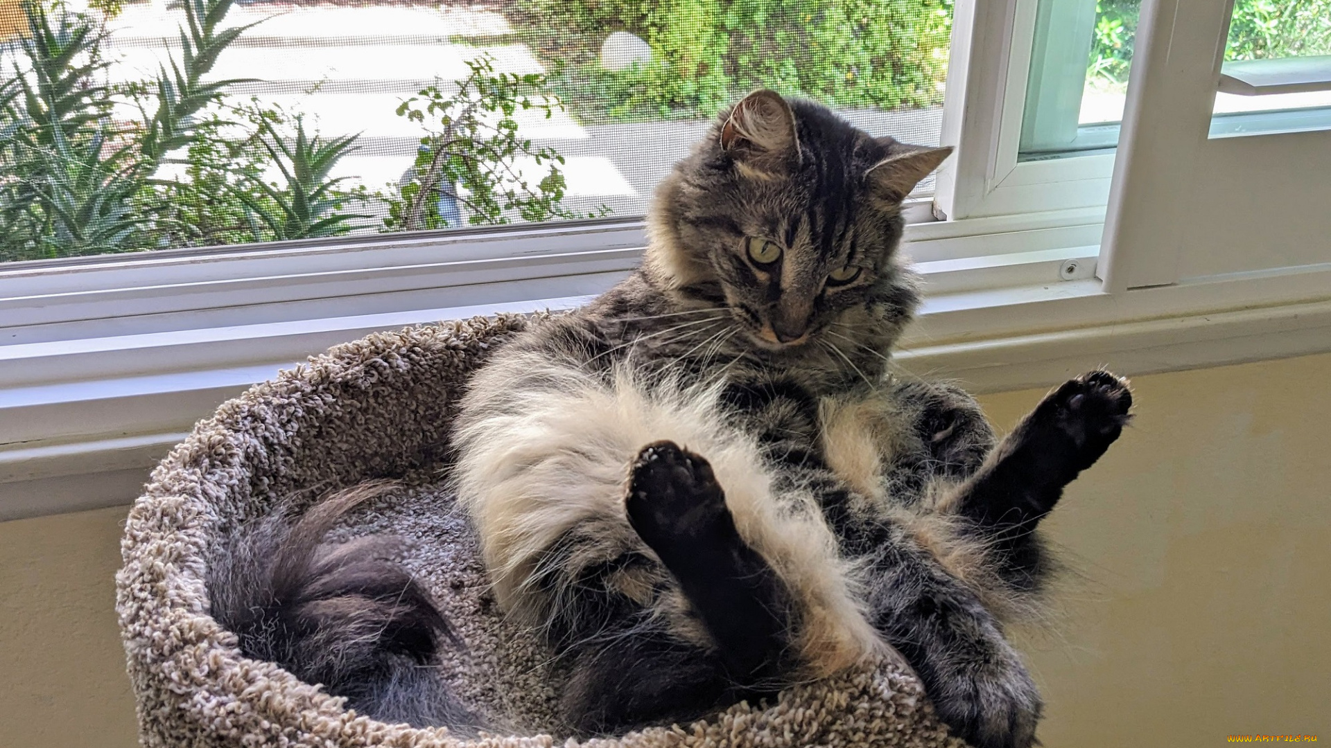 животные, коты, кот, кошка