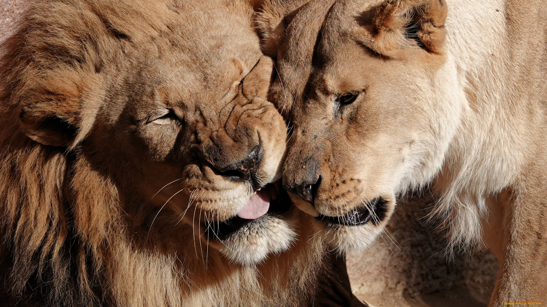 животные, львы, лев, львица