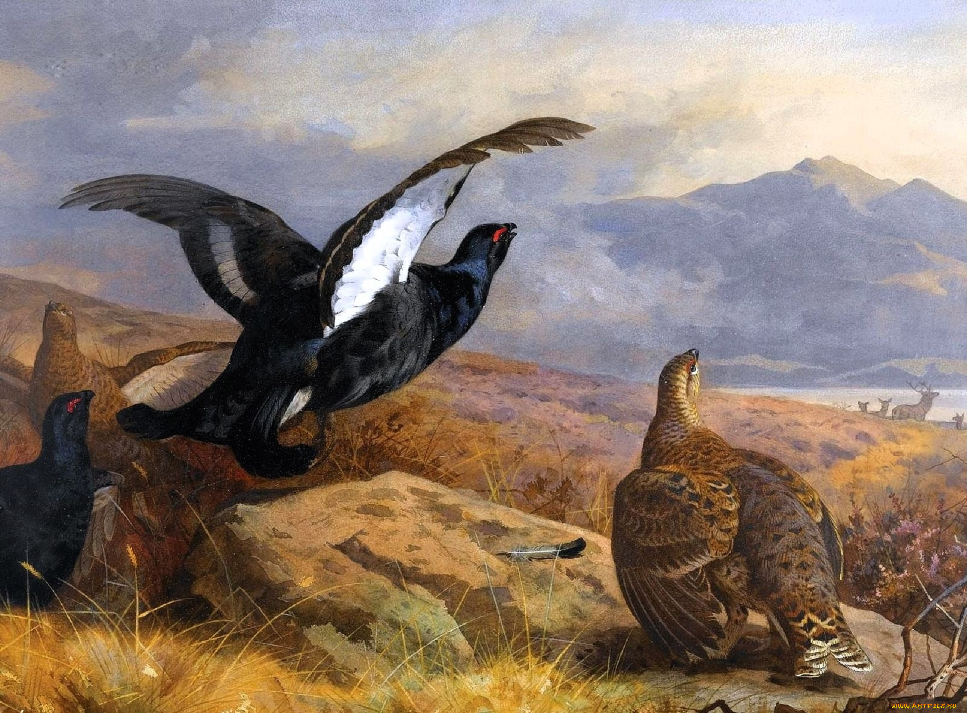 рисованное, archibald, thorburn, тетерева, птицы, горы, камни