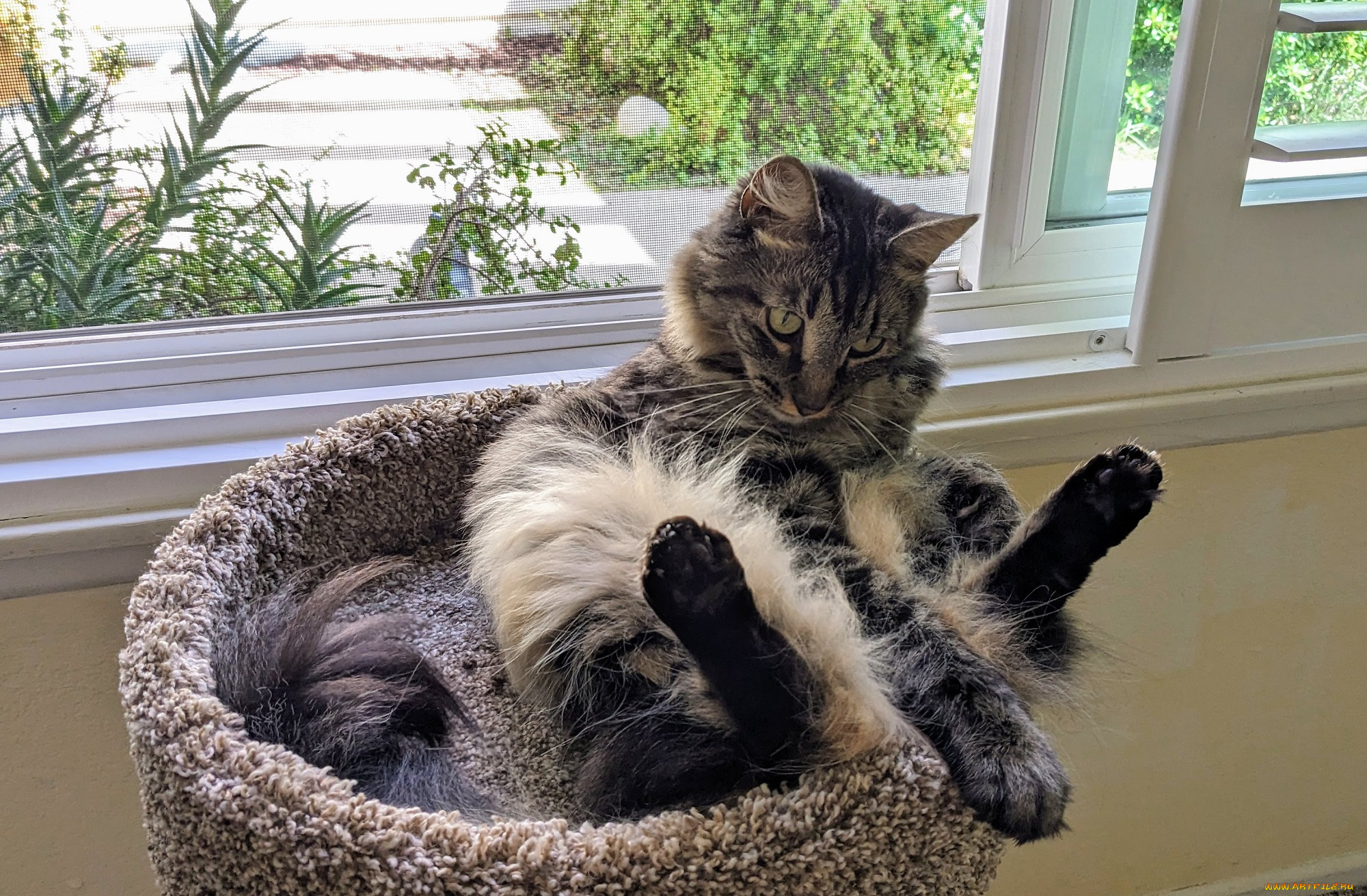 животные, коты, кот, кошка