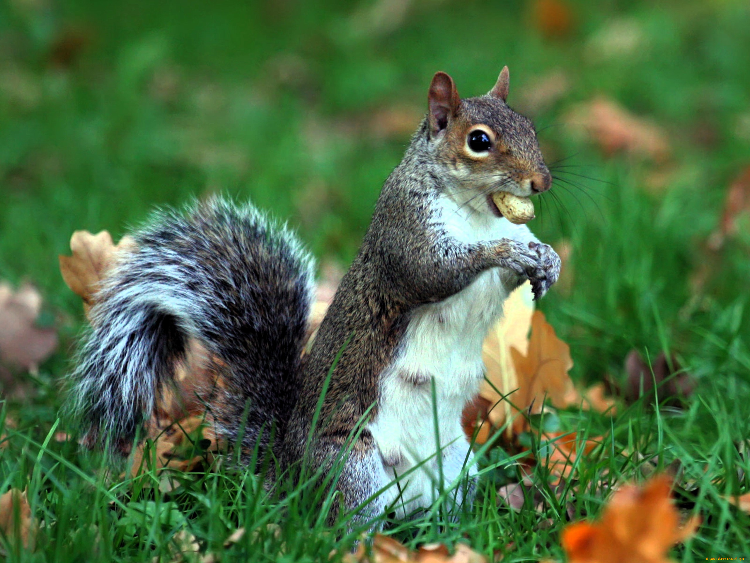 животные, белки, белка, трава, листья