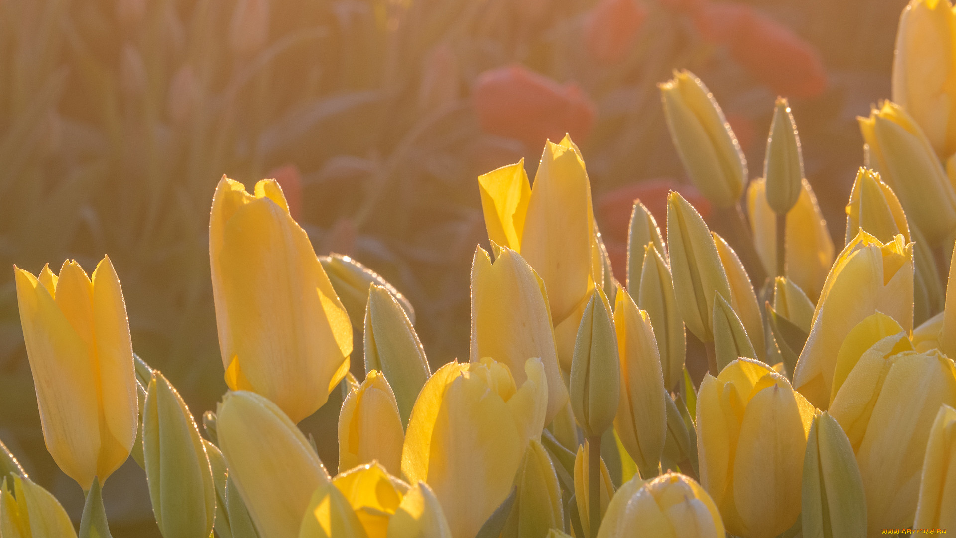 цветы, тюльпаны