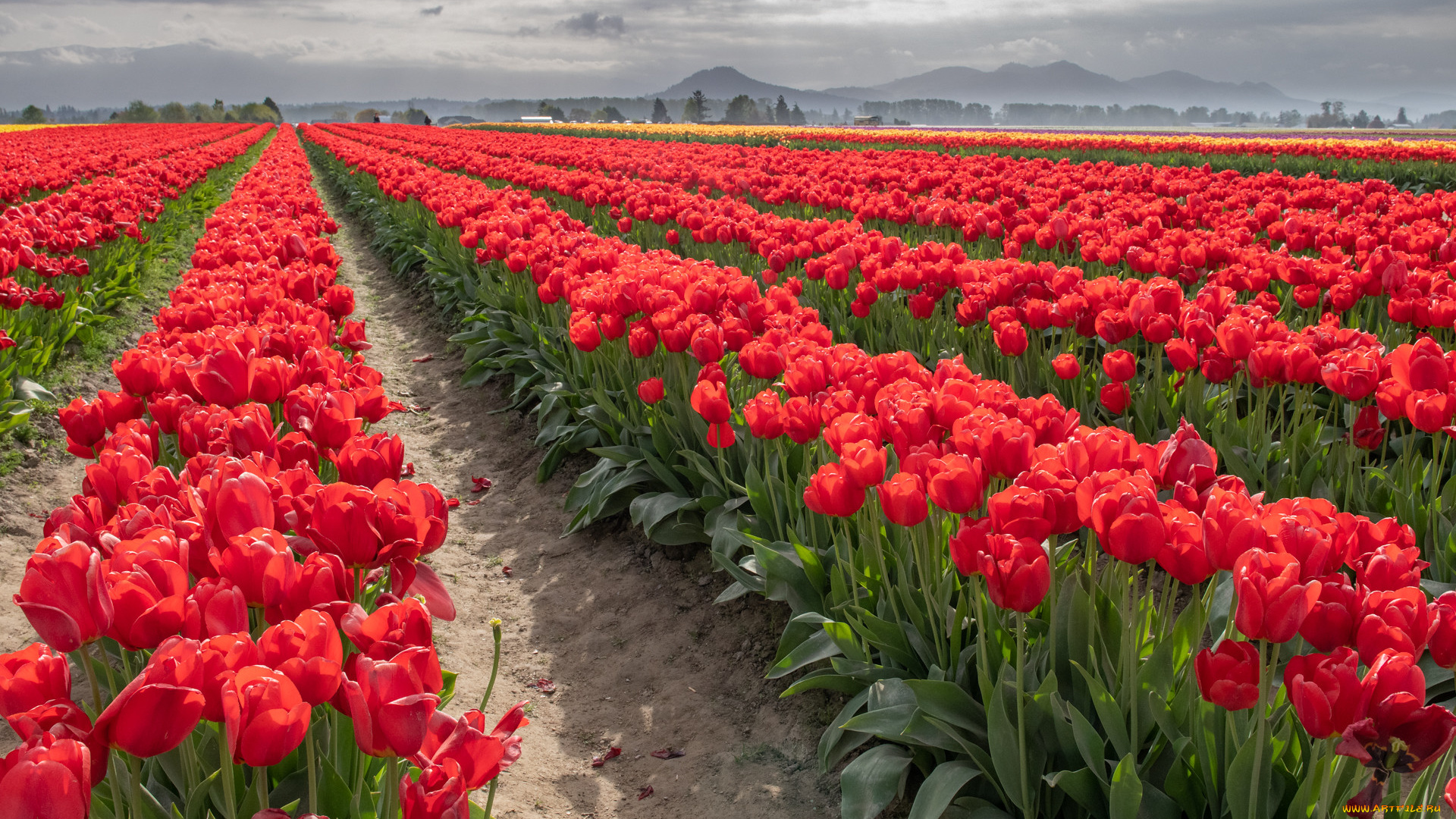 цветы, тюльпаны