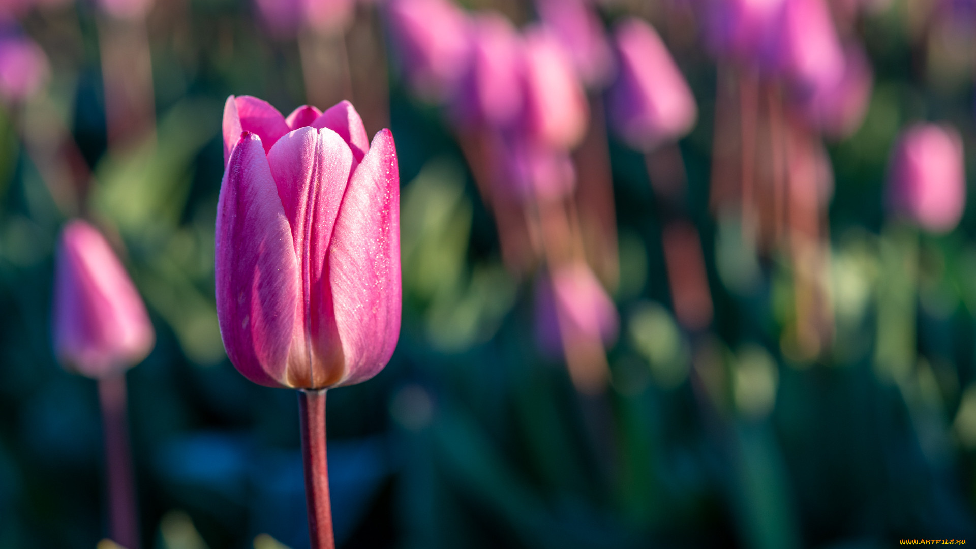 цветы, тюльпаны