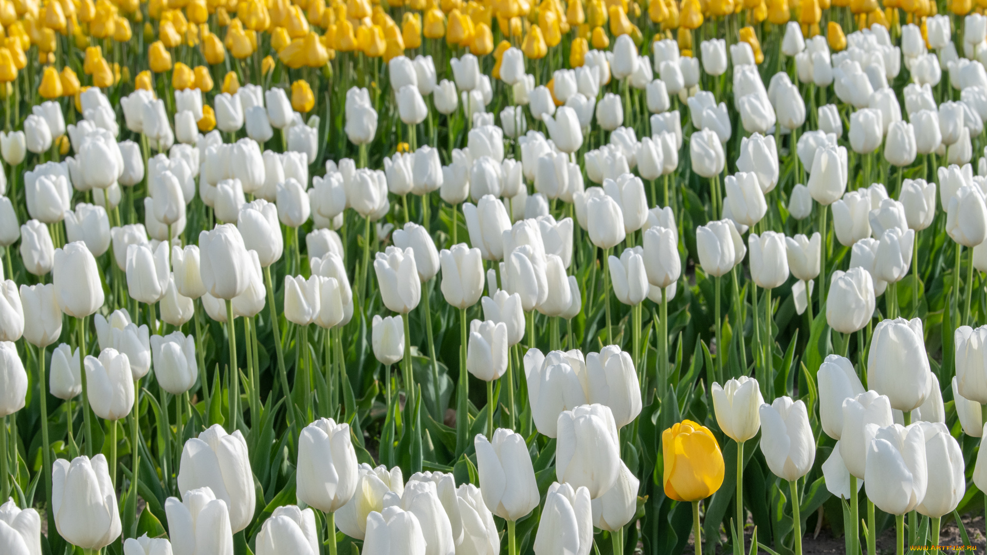 цветы, тюльпаны