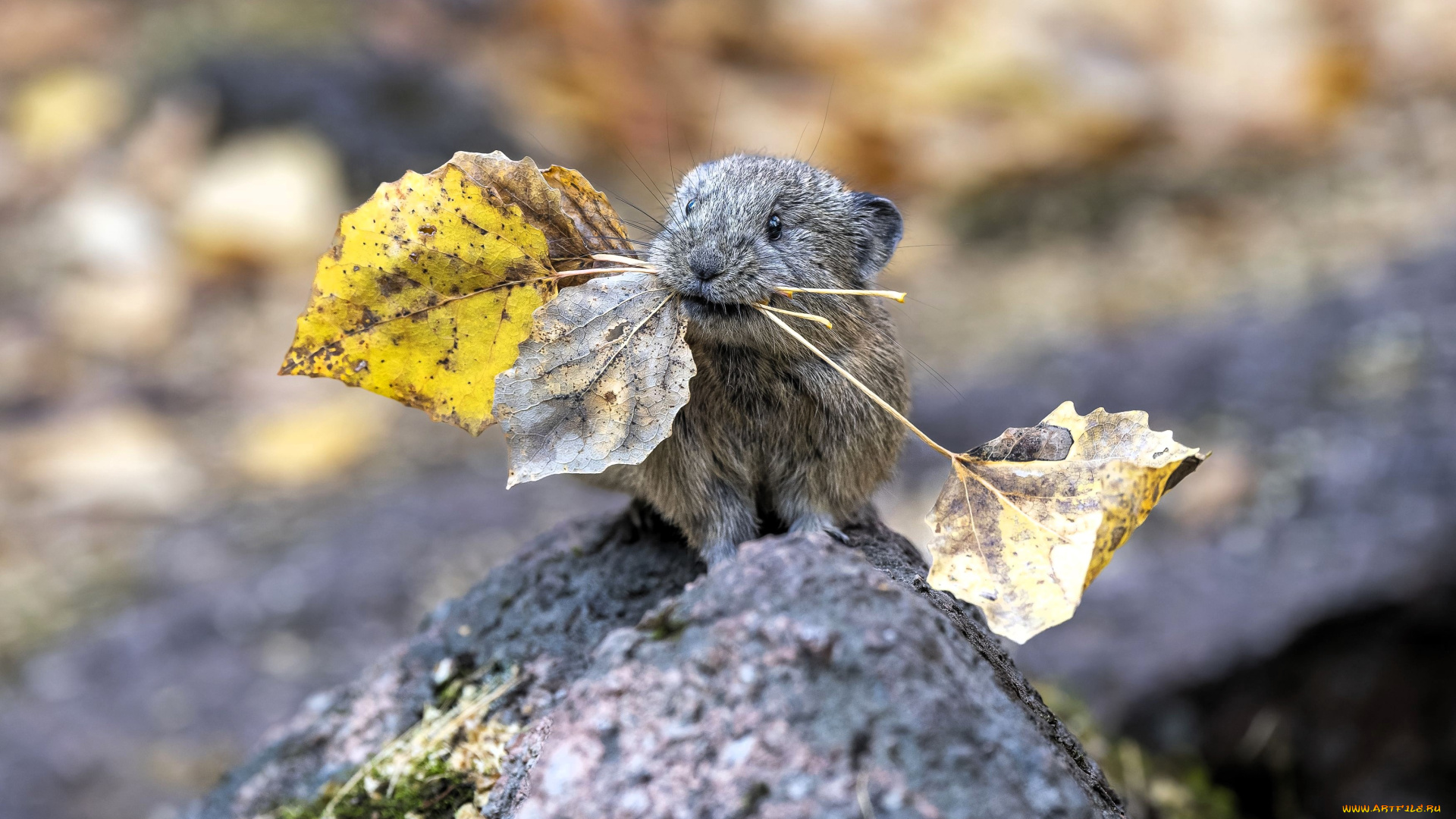 животные, крысы, , мыши, грызун, пищуха, листья, осень, камень