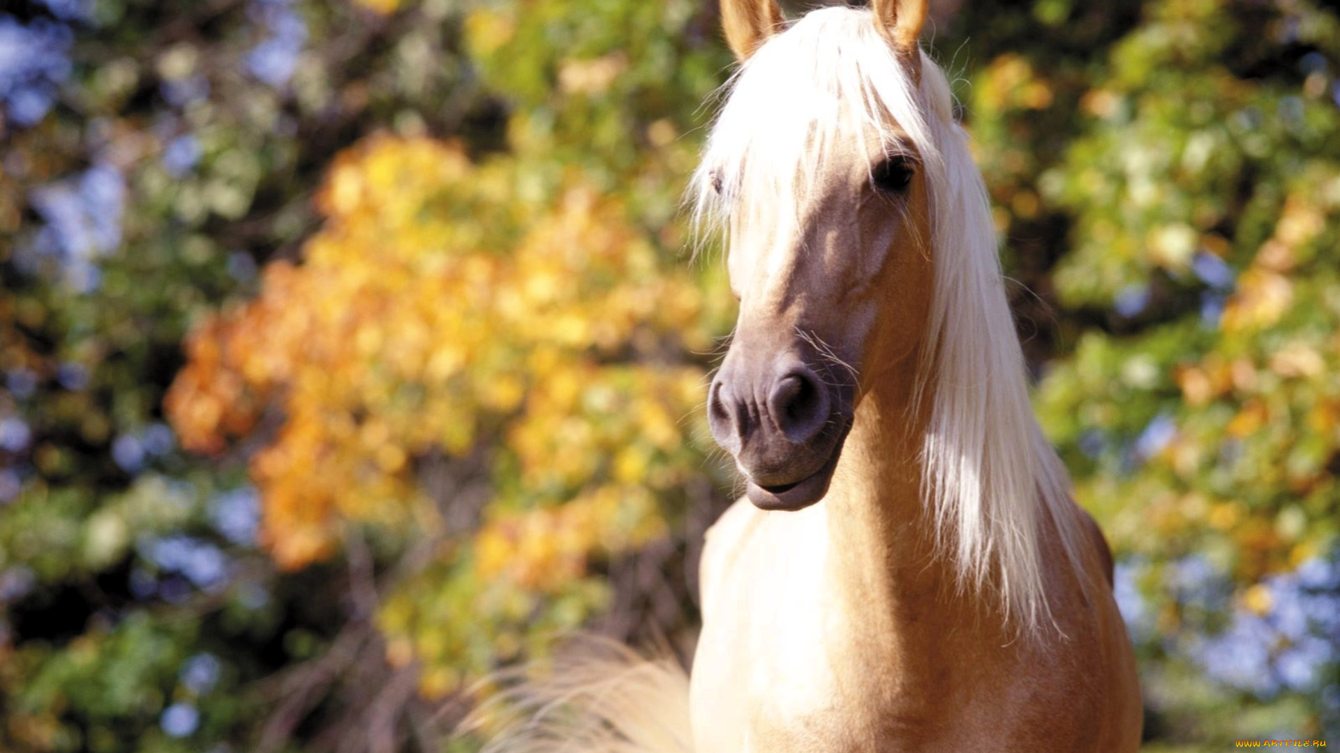 животные, лошади, лошадь, деревья, осень