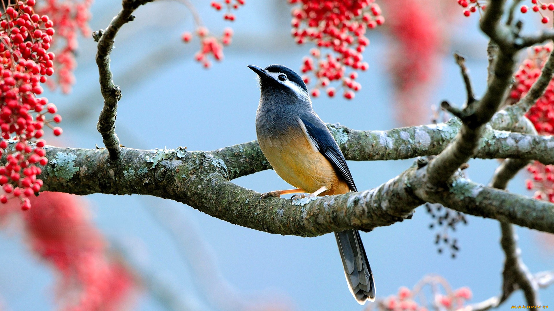 животные, птицы, птица, дерево, ветка, ягоды