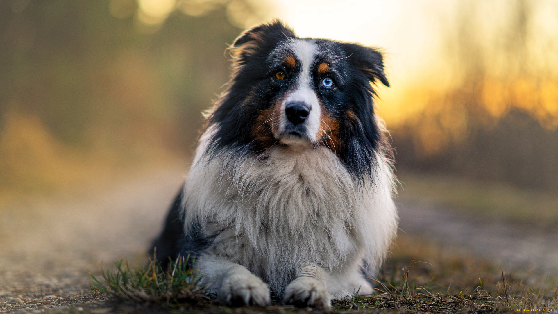 животные, собаки, собака, австралийская, овчарка, гетерохромия, трава, туман