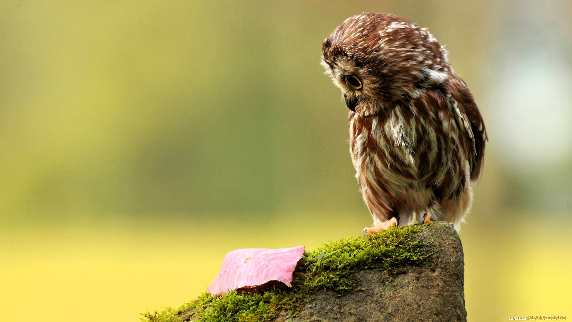 животные, совы, сова, камень, мох, лист