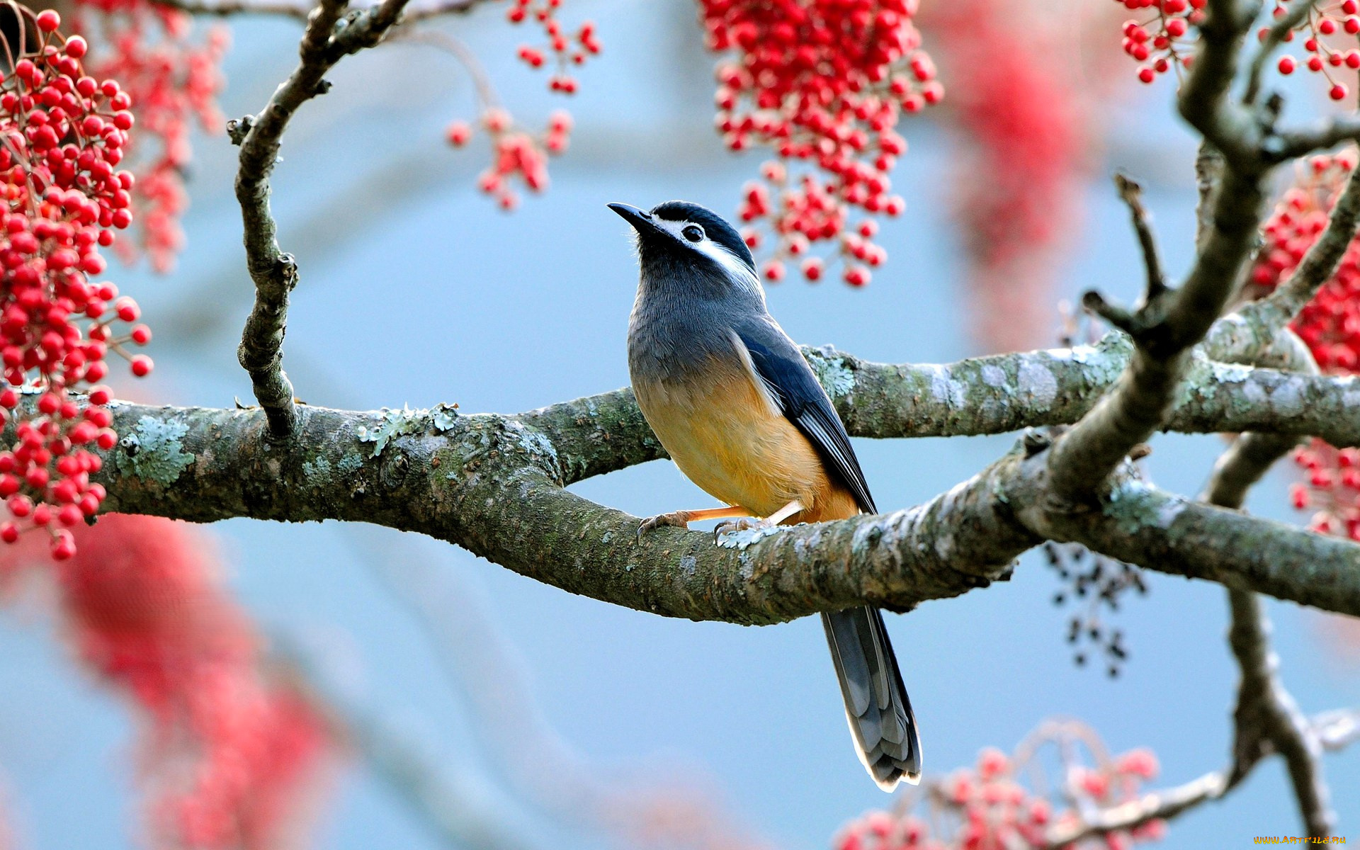 животные, птицы, птица, дерево, ветка, ягоды