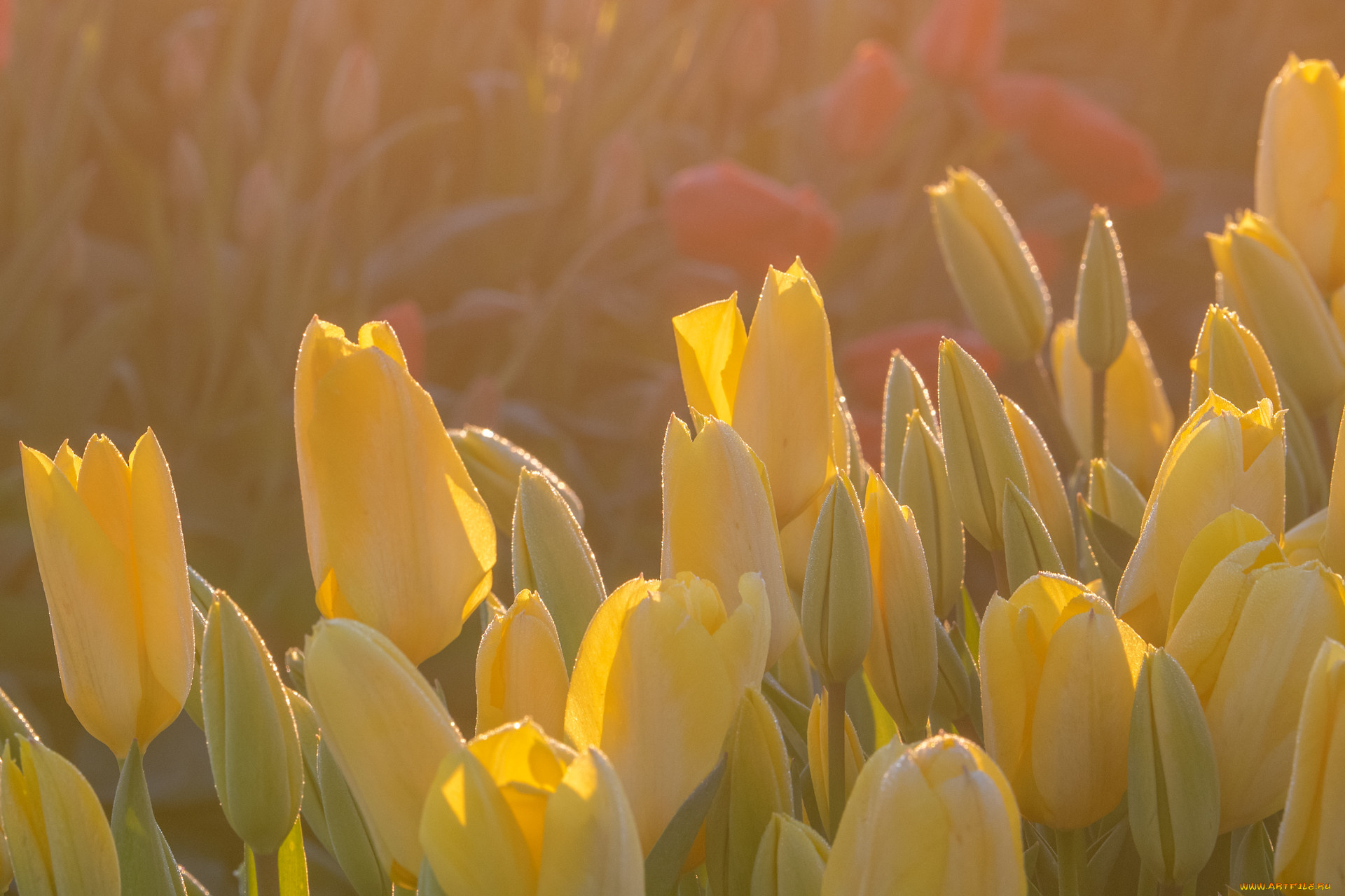 цветы, тюльпаны