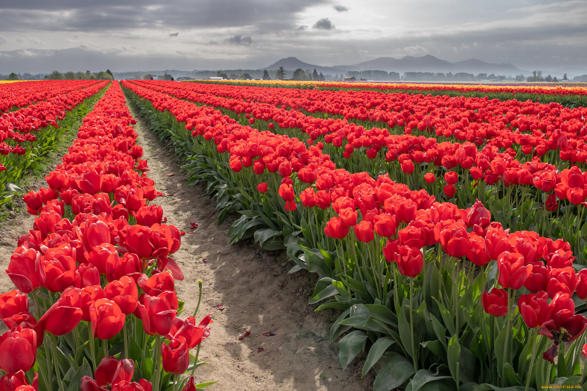 цветы, тюльпаны