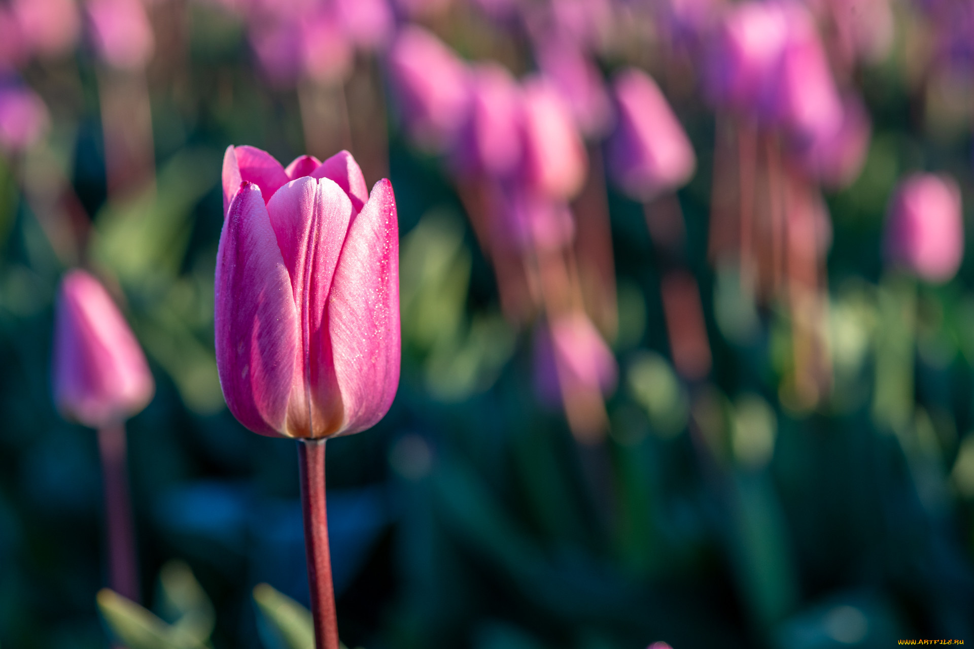 цветы, тюльпаны