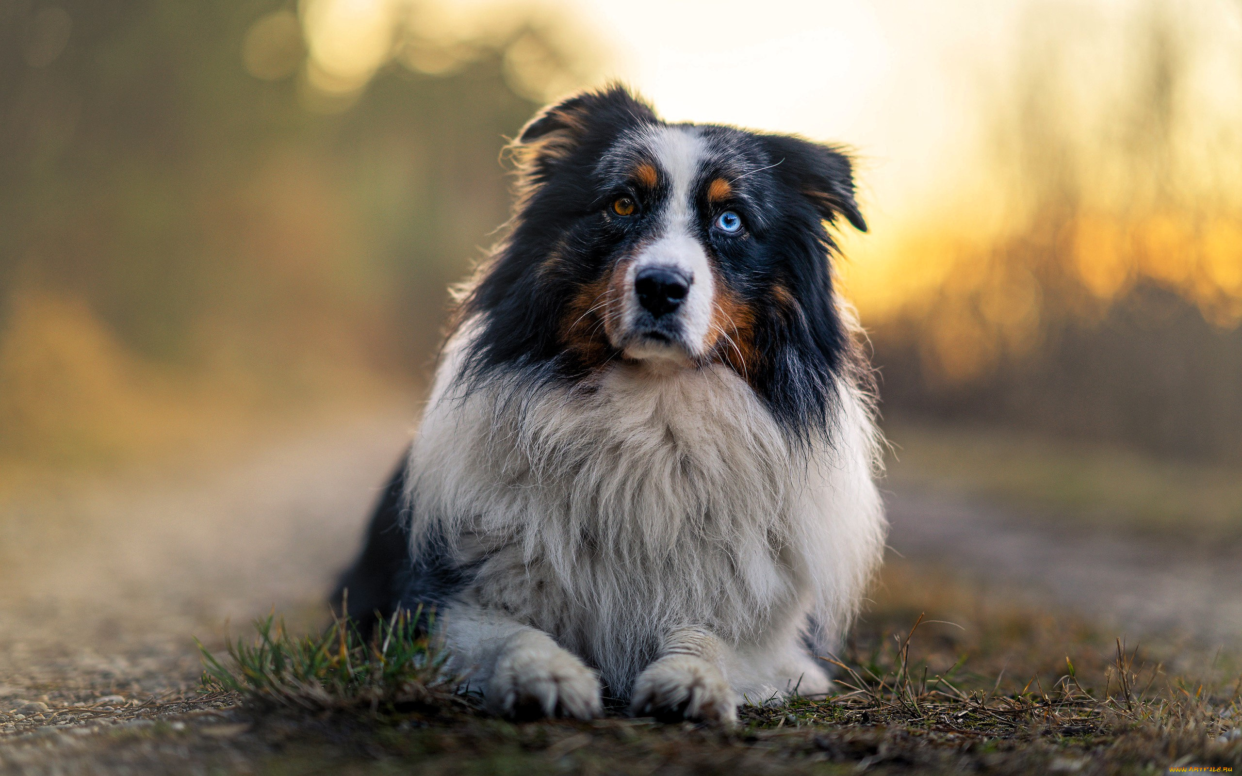 животные, собаки, собака, австралийская, овчарка, гетерохромия, трава, туман