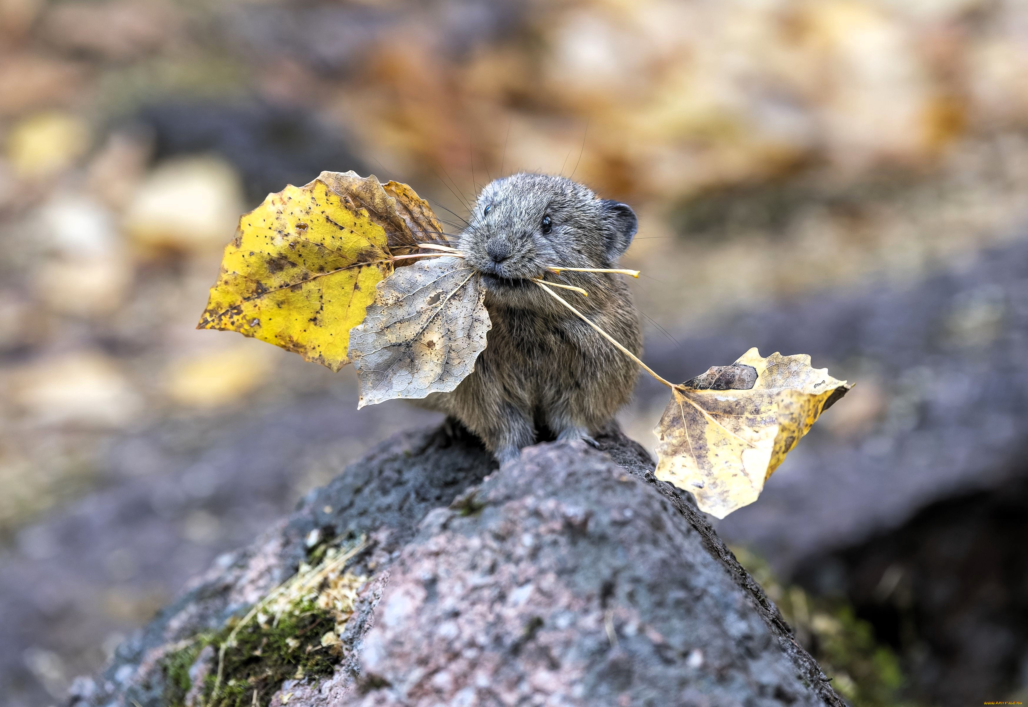 животные, крысы, , мыши, грызун, пищуха, листья, осень, камень