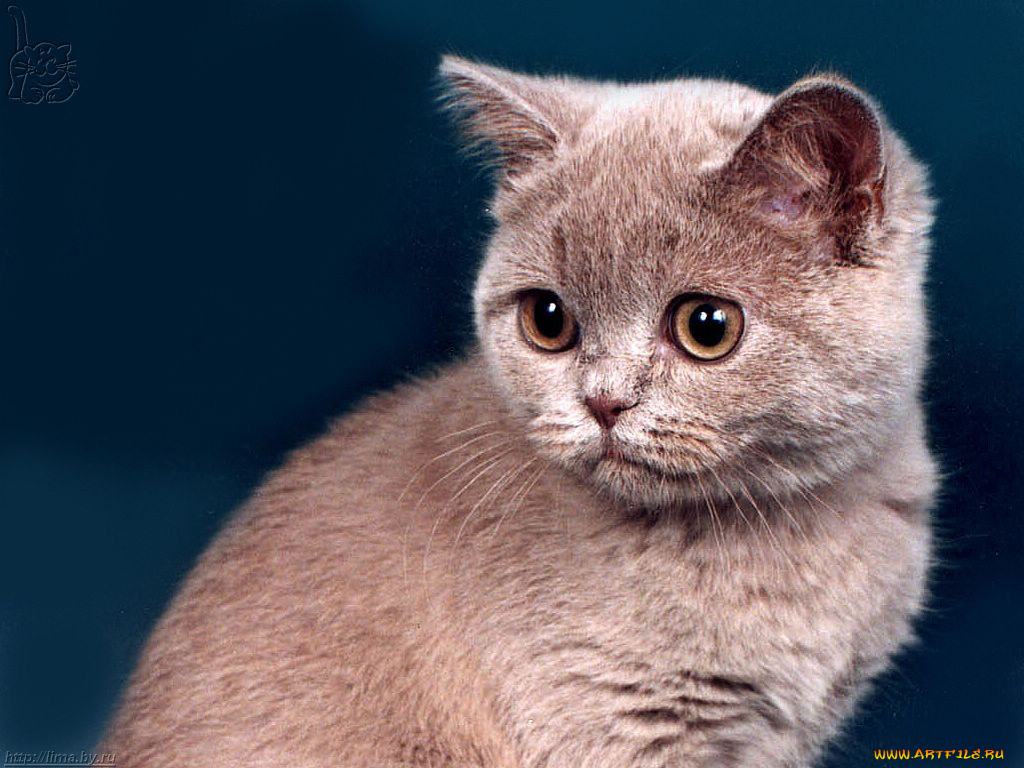 животные, коты