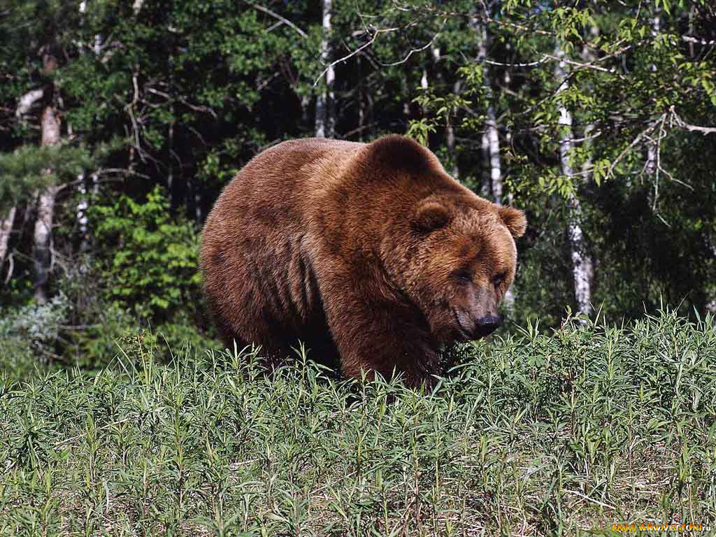 животные, медведи