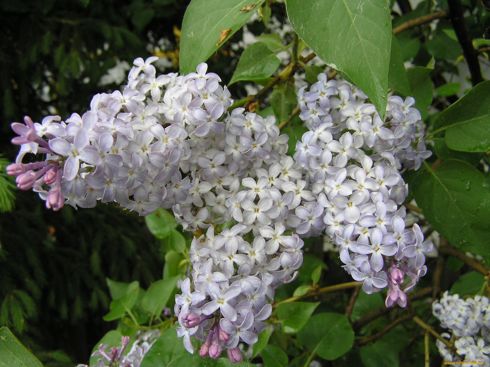 цветы, сирень