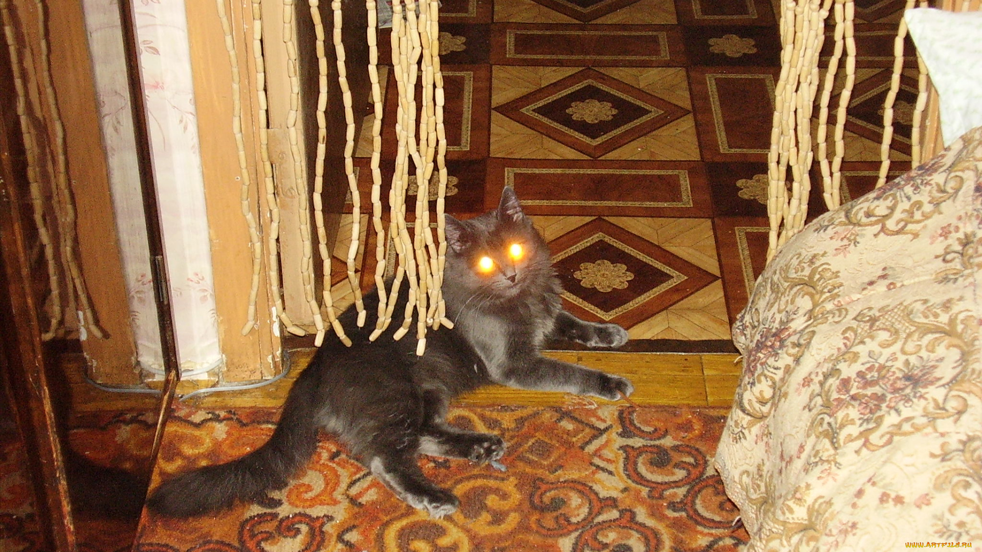 тимоха, животные, коты