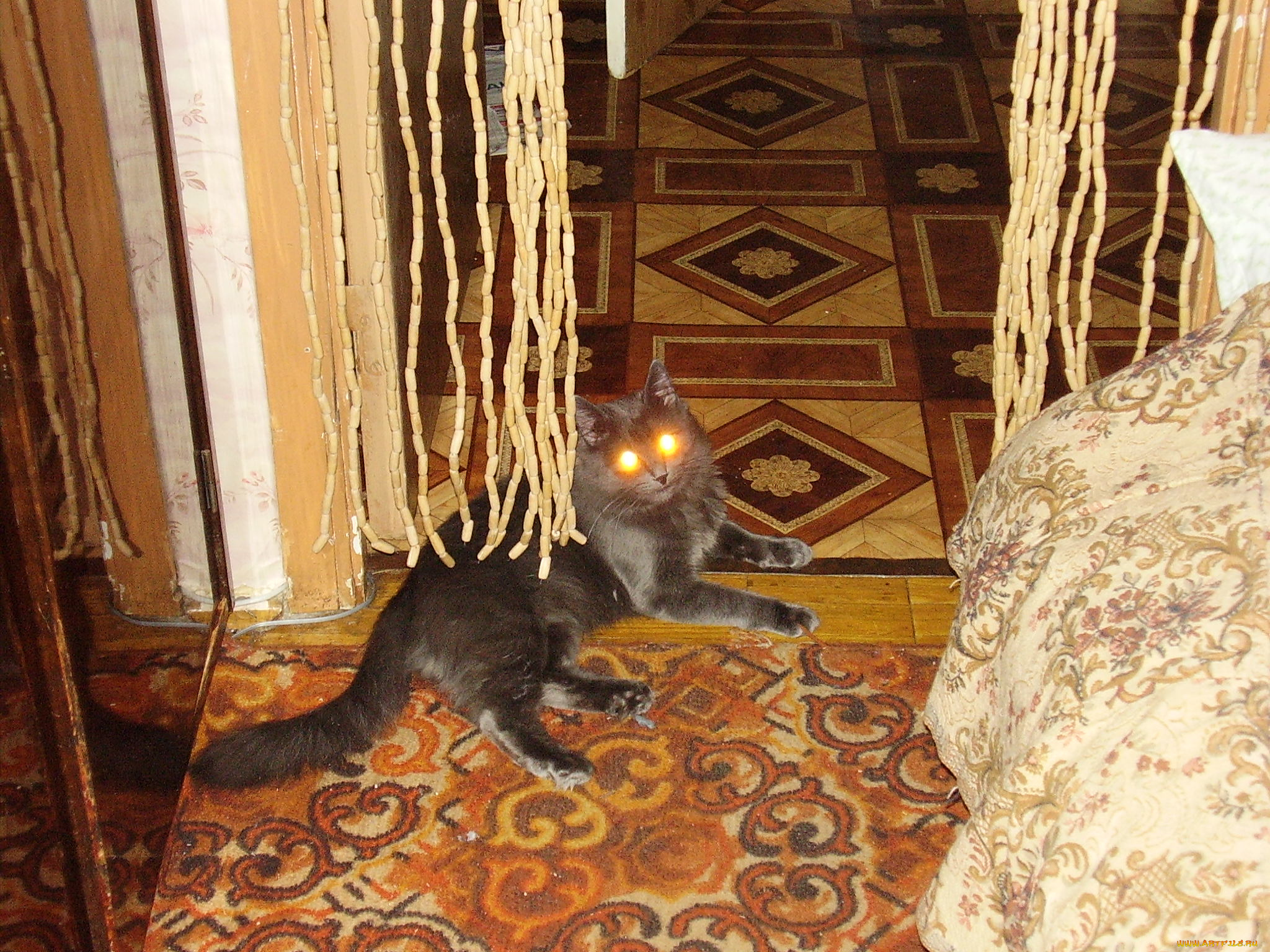 тимоха, животные, коты