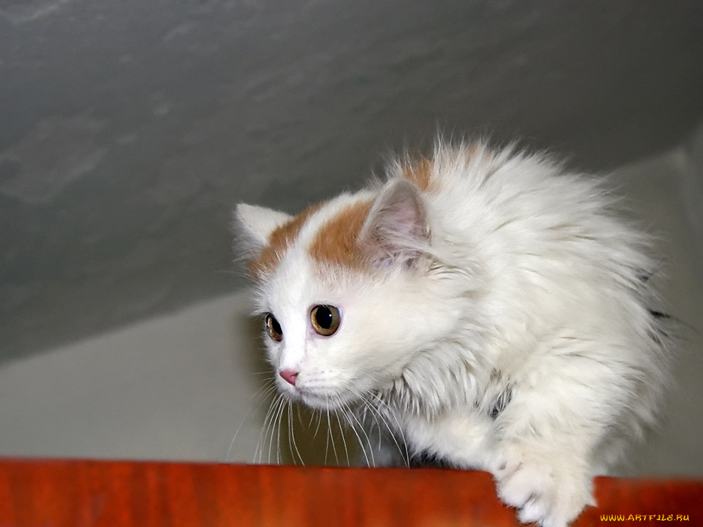 алексей, Яшкин, кого, поймаю, порву, животные, коты