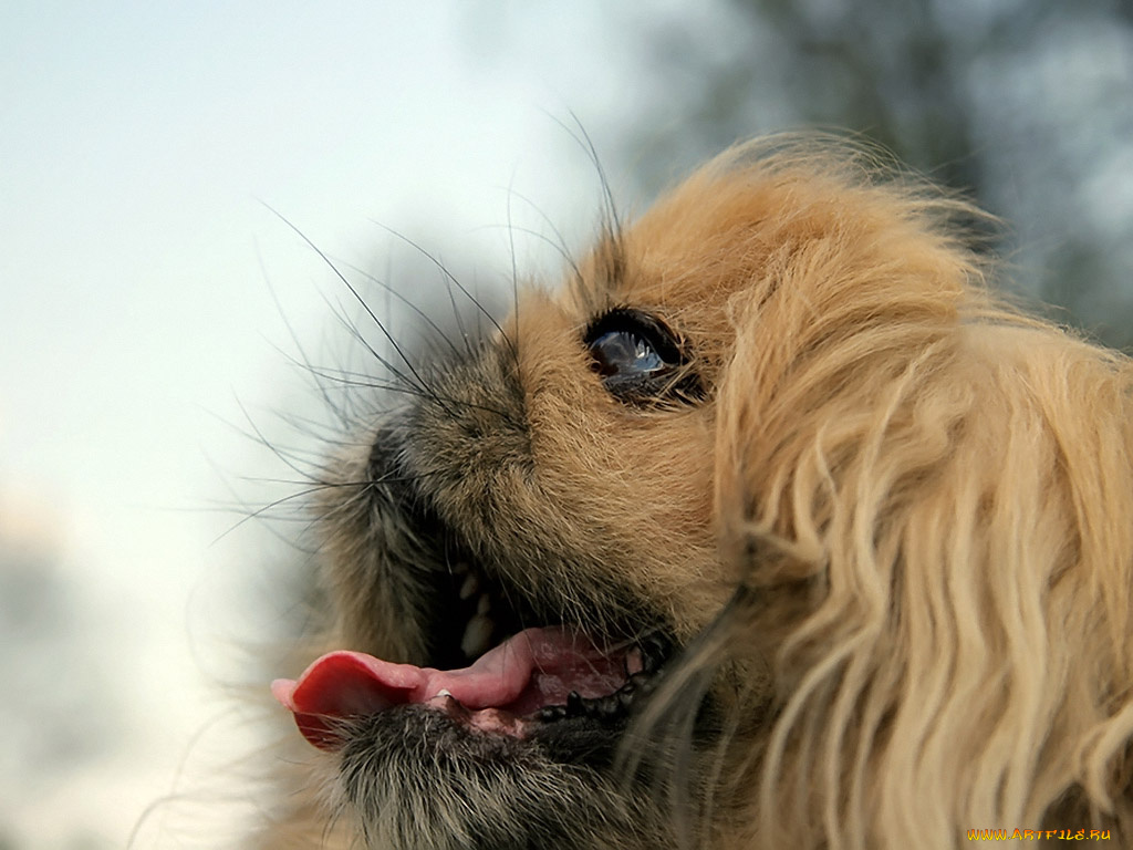 алексей, Яшкин, внучка, собаки, баскервилей, животные