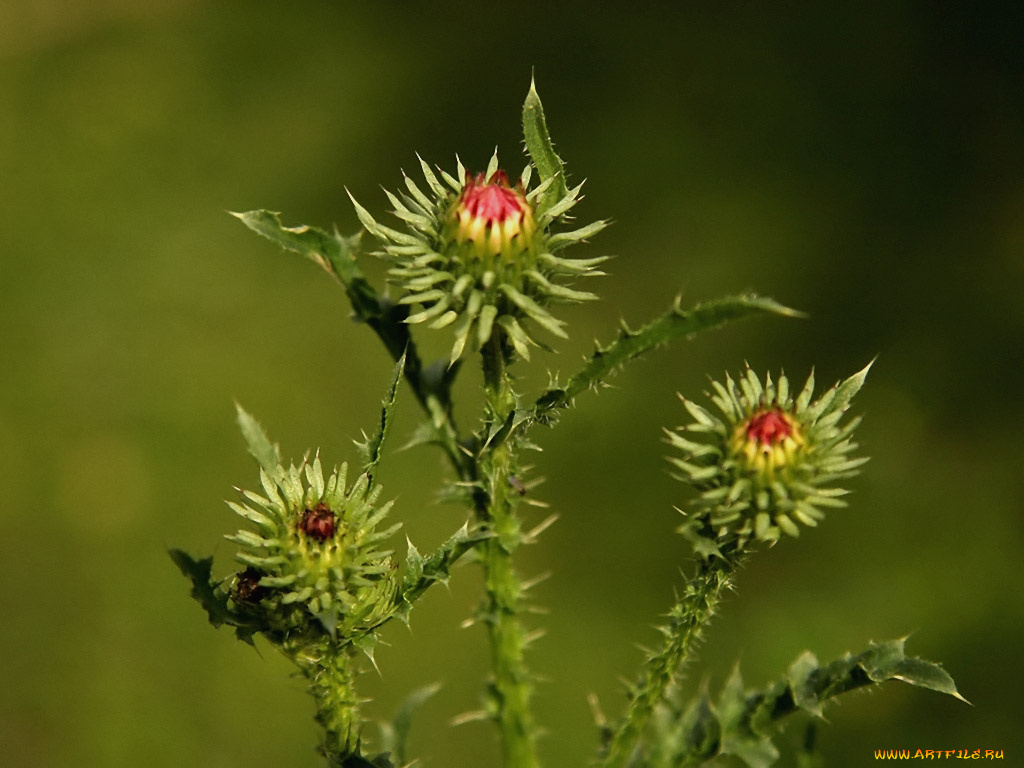 алексей, Яшкин, женский, характер, цветы, Чертополох, репейник