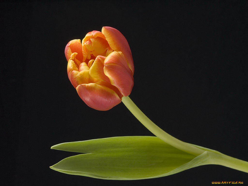 цветы, тюльпаны