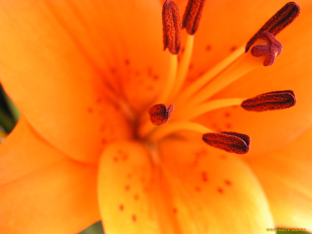 лилия, цветы, лилии, лилейники