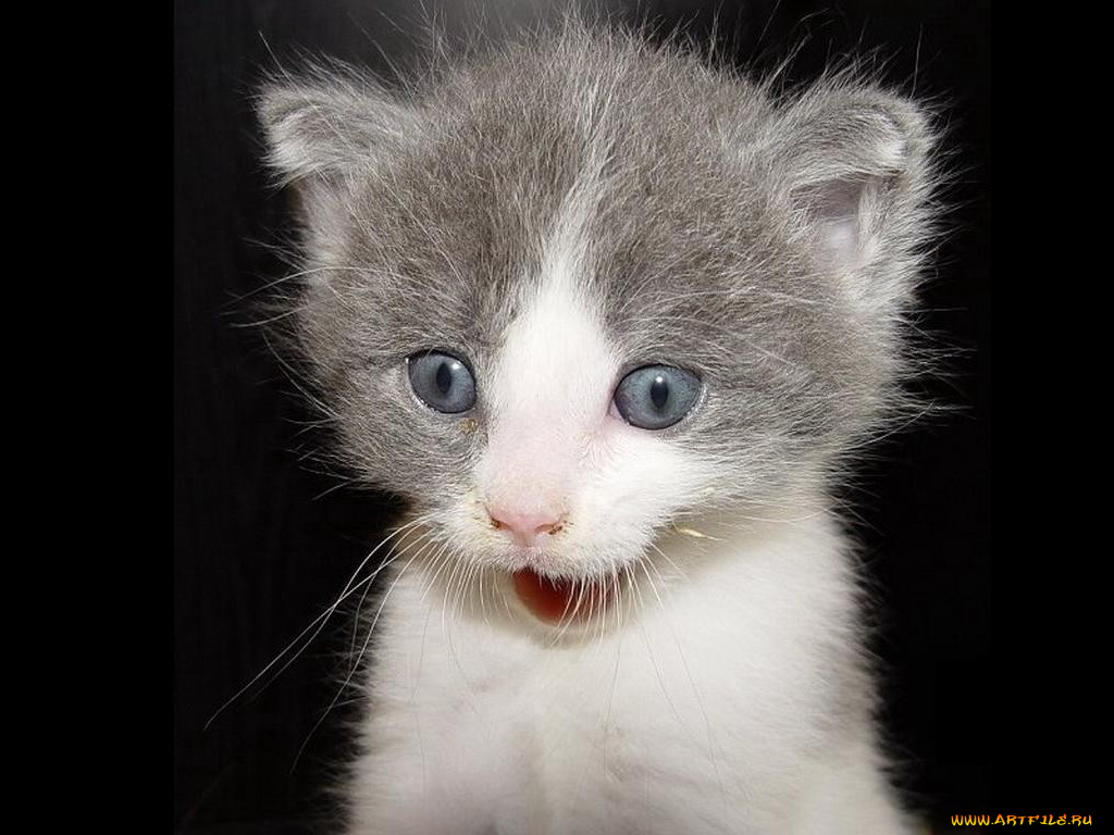 животные, коты