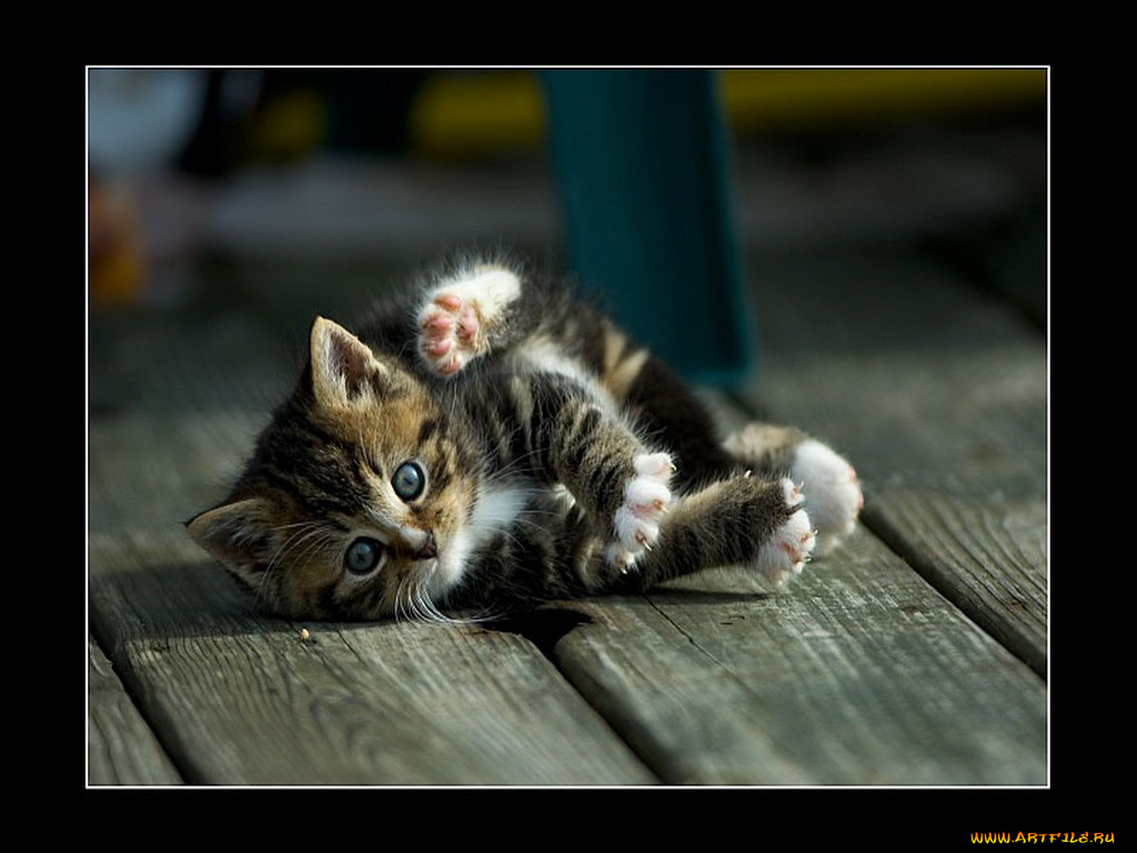 животные, коты