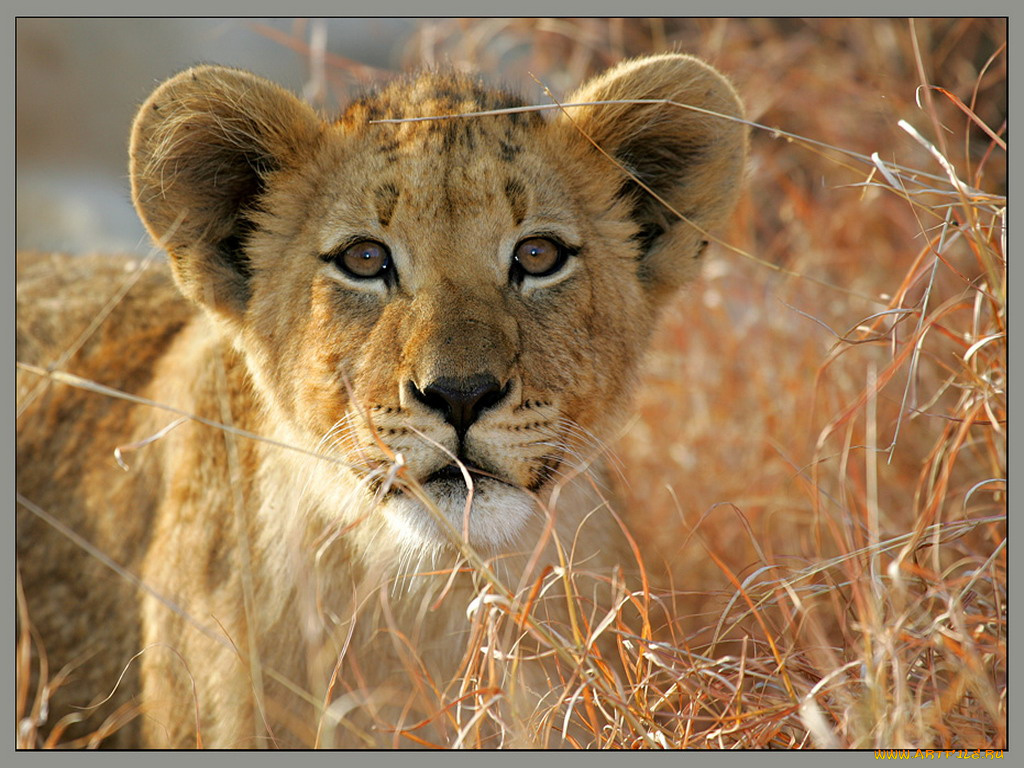 животные, львы