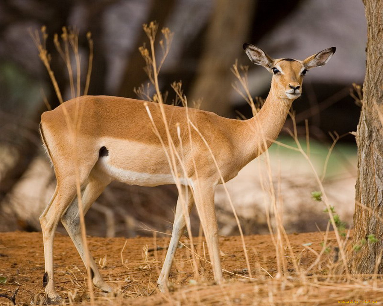 животные, антилопы