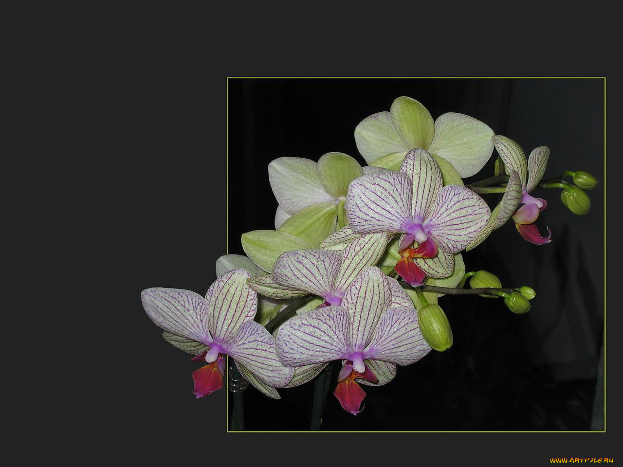 цветы, орхидеи
