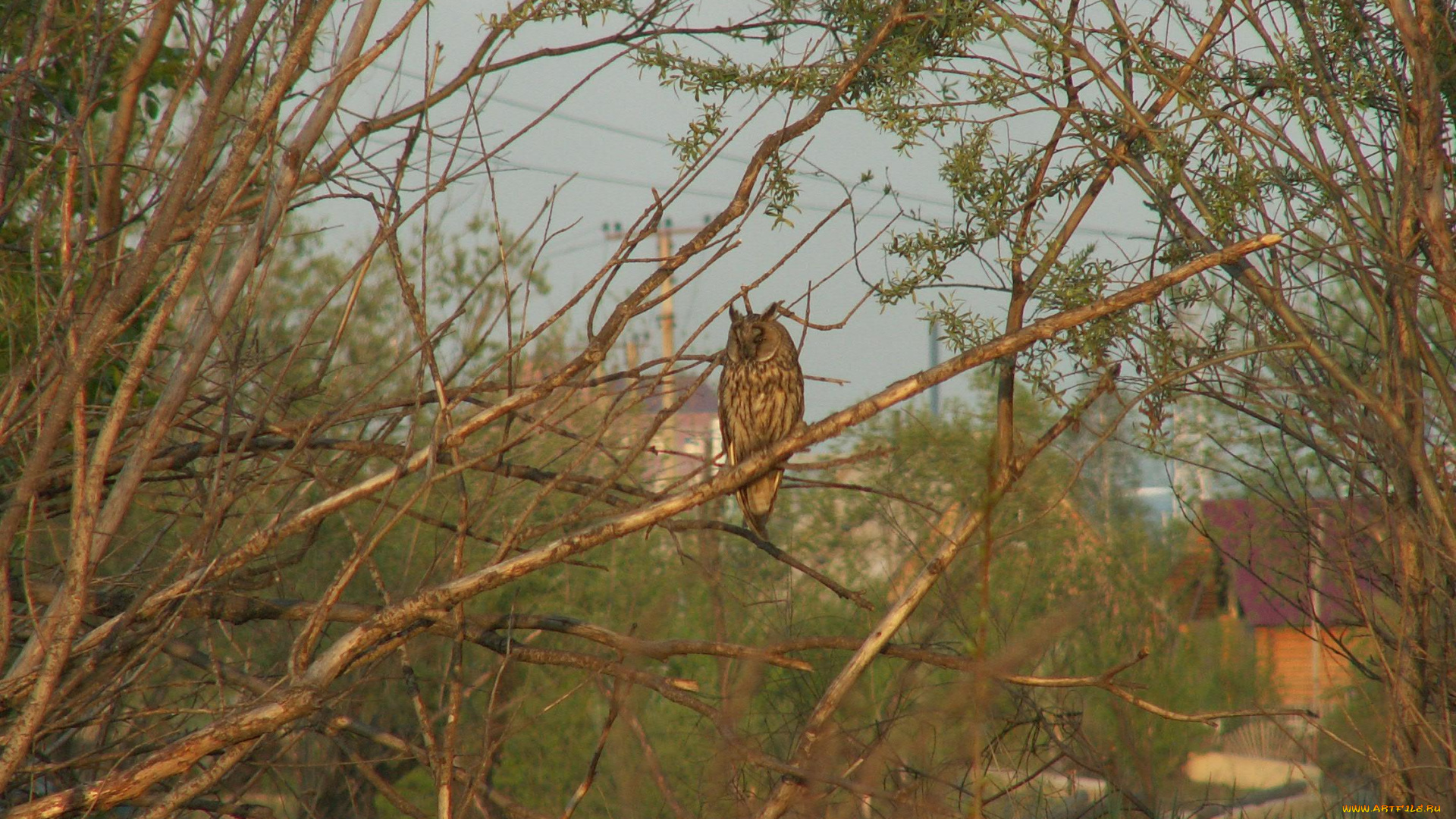 животные, совы